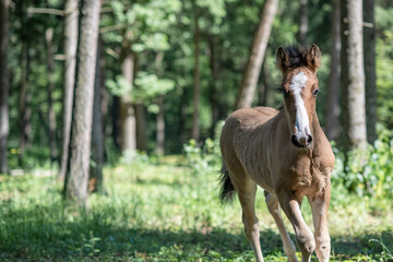 Obraz premium Close-up portrait of a horse. Horse eyes.