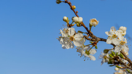 Kwitnące wiosenne drzewo na tle błękitnego nieba.
