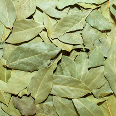 Photo of closeup green texture of bay leaf, background