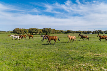 Fototapeta premium horse