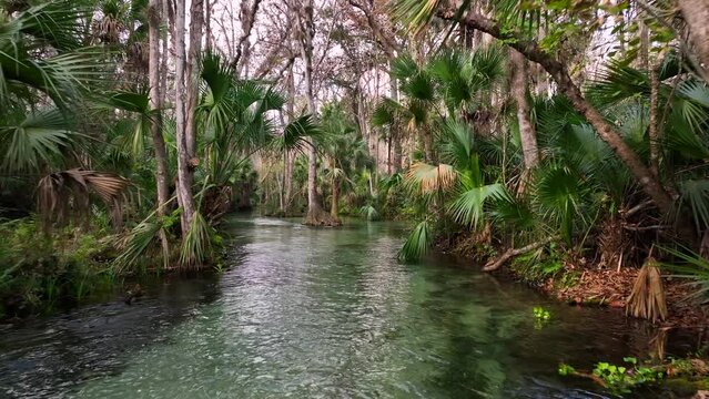 Palm fronds adorn the banks at Kings Landing in Florida