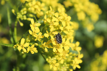 Oxythyrea funesta beetle on yellow flowers, soft focus. . A black beetle with white spots.