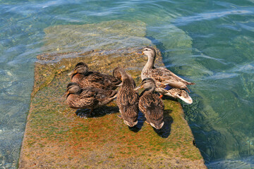 Duck family on a rock on the shore of the lake at the water's edge. A waterfowl of the duck family. Horizontal orientation, copy space