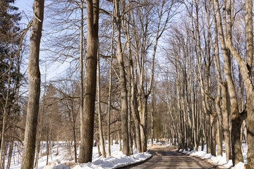 Naklejka na ściany i meble A dirt road leading through an early spring forest on a bright sunny day.