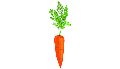 Carrot vector illustration with leaf and standing. Carrot drawing, vegetable designer. vector carrot icon. vector illustration on white background