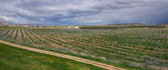 Field with seedlings nearby Mevo'ot Yericho, small Israeli settlement and a farming community located in the West Bank's southern Jordan Valley north of Jericho.