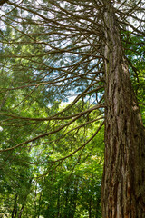 Sequoia sempervirens (Coast redwood) in botanical garden