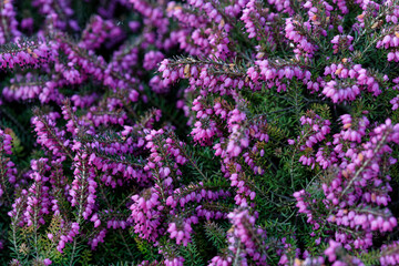 Obraz premium Belle floraison mauve au printemps de la Bruyère - France