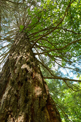Naklejka premium Sequoia sempervirens (Coast redwood) in botanical garden