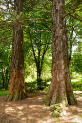 Sequoia sempervirens (Coast redwood) in botanical garden