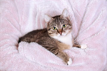 Kitten sitting on a pink background. Cat posing at camera. Kitten close up. Cat in human hands. Tabby. Concept of pet care. Childhood. Love.