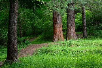 Sequoia sempervirens (Coast redwood) in botanical garden