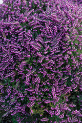 Fototapeta premium Bruyère en floraison au printemps - France
