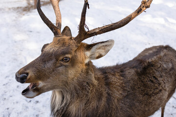 Close-up photo of a young deer, close-up