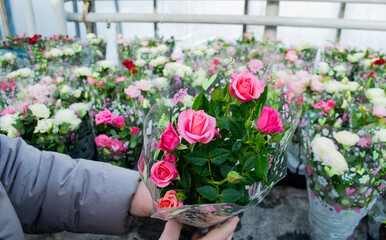 Hands are holding bush pink roses wrapped in gift paper in a flower pot. Sale at the flower shop