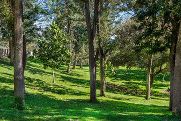 Park with green grass and trees on a sunny day in Tenerife. Canary Islands.