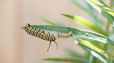 Monarch Caterpillar Playing
