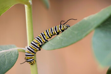 Monarch Caterpillar
