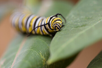Monarch Caterpillar

