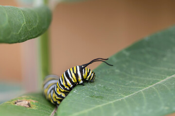 Monarch Caterpillar
