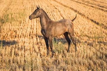 horse