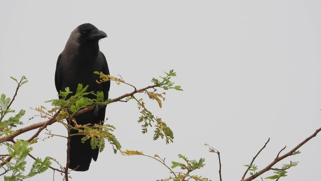 wildlife bird on tree, house crow  bird on the tree