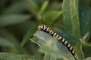 Monarch Caterpillar eating
