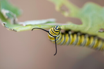 Monarch Caterpillar
