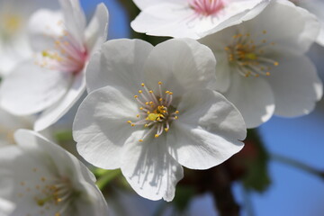 a flower with stamen closeup of the white japanese prunus serrulata blossom in a graden in springtime