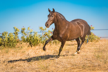 Obraz premium horse