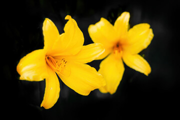 Fototapeta na wymiar yellow daffodil on black