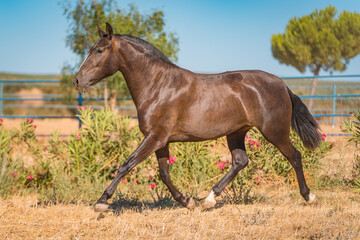 Obraz premium horse