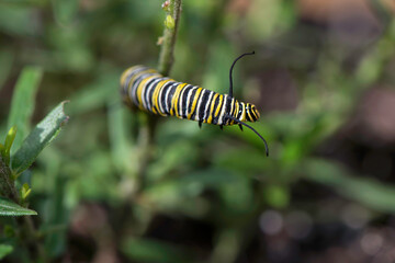 Monarch Caterpillar
