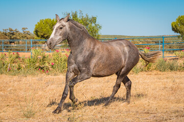 Fototapeta premium horse