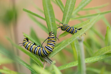 Monarch Caterpillar
