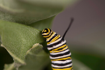 Monarch Caterpillar
