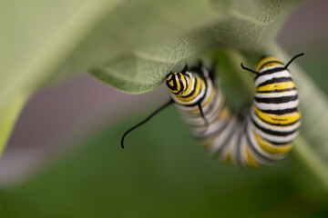 Monarch Caterpillar
