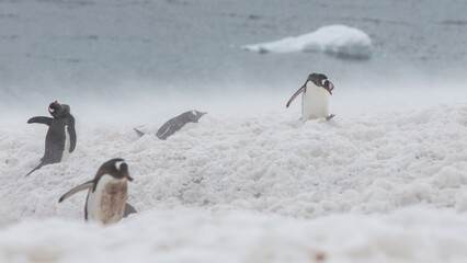 Pinguine trotzen einem Schneesturm in der Antarktis