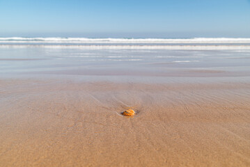 mollusc shells on the beach shore