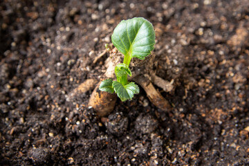 Young tuberous dahlia plants in a pot. Floriculture, hobby, perennial flowers.