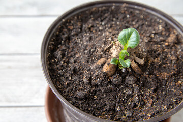 Young tuberous dahlia plants in a pot. Floriculture, hobby, perennial flowers.
