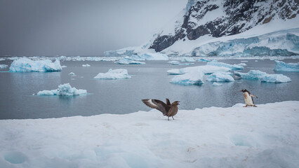 Ein Pinguin stößt auf einen großen Vogel, ein Skua der kreischend an einer schneebedeckten Bucht...