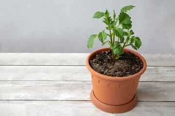 Young tuberous dahlia plants in a pot. Floriculture, hobby, perennial flowers.