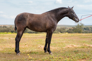 Obraz premium spanish horse