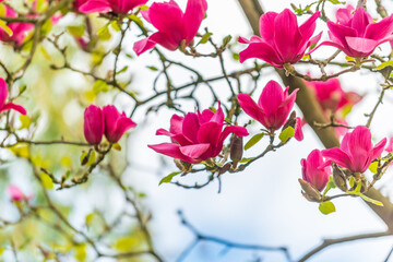 Obraz premium Perfect Blossom. Magnolia tree blossom.