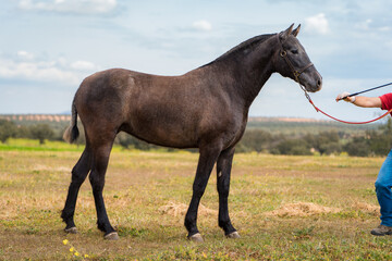 Fototapeta premium spanish horse