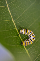 Monarch Caterpillar
