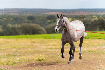 spanish horse