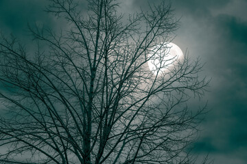 Arbol sin hojas con luna