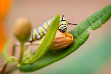 Monarch Caterpillar Eating

